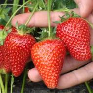 Саженец Клубника садовая Ами в контейнере